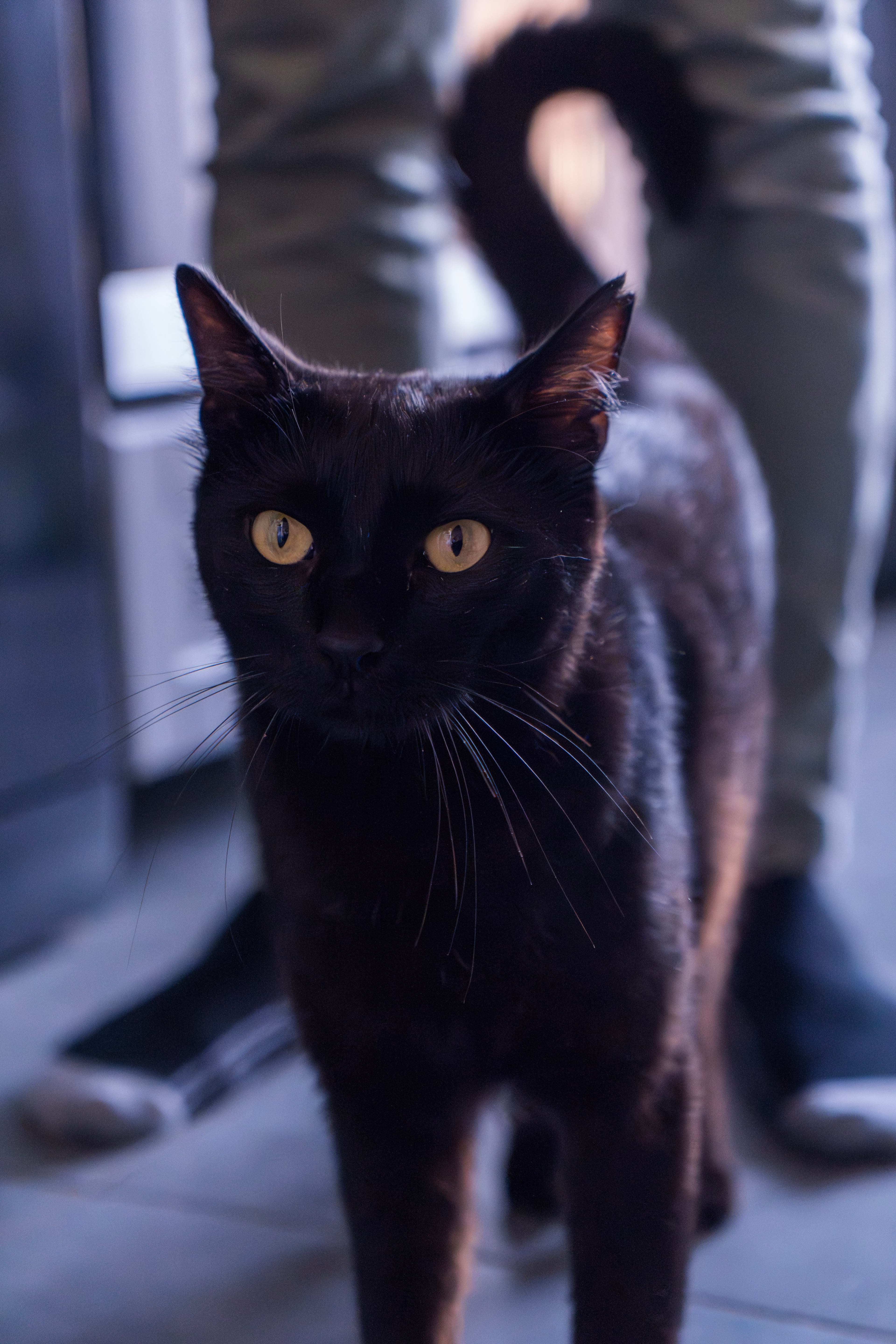 Animaux