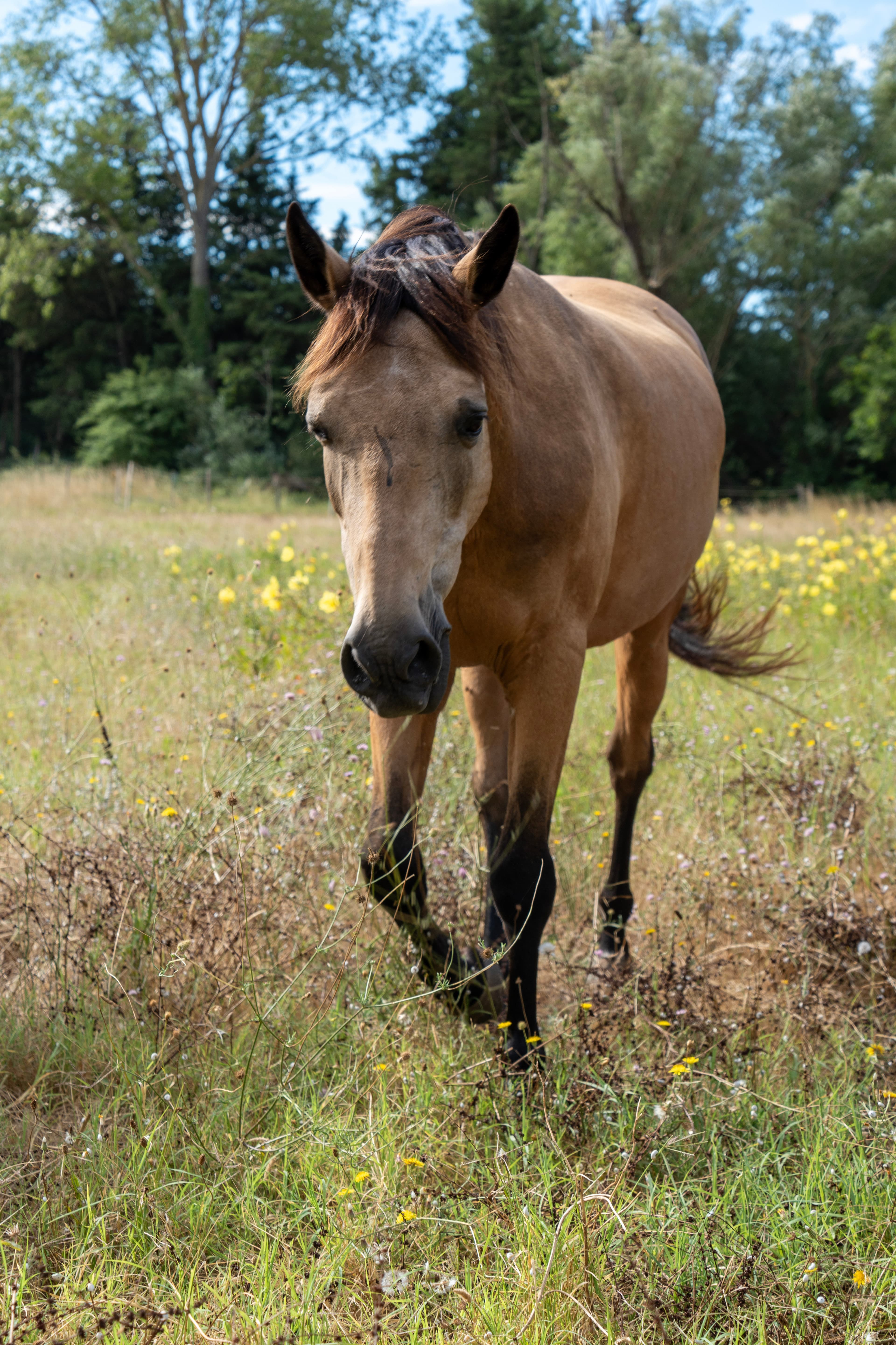 Animaux