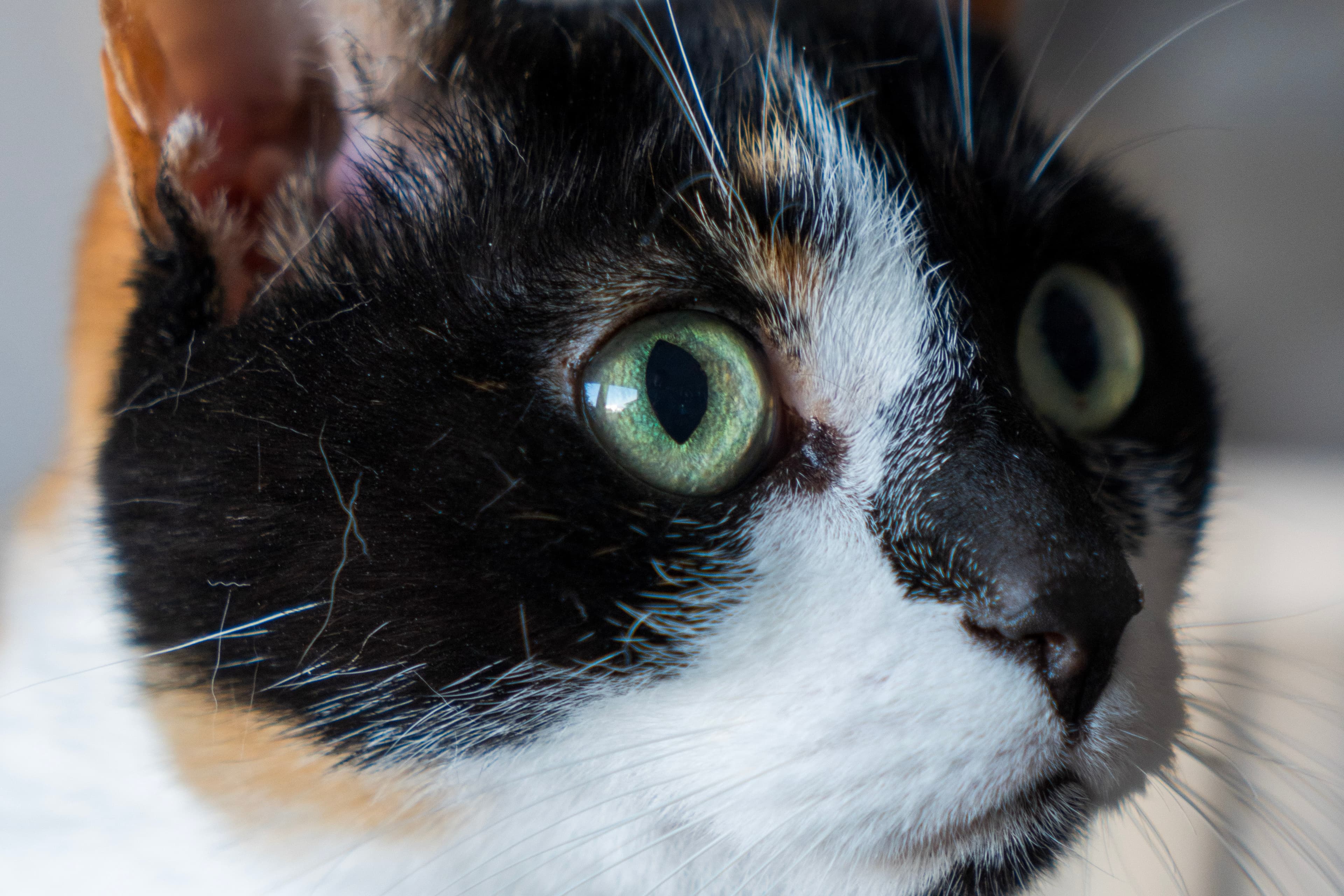 Animaux