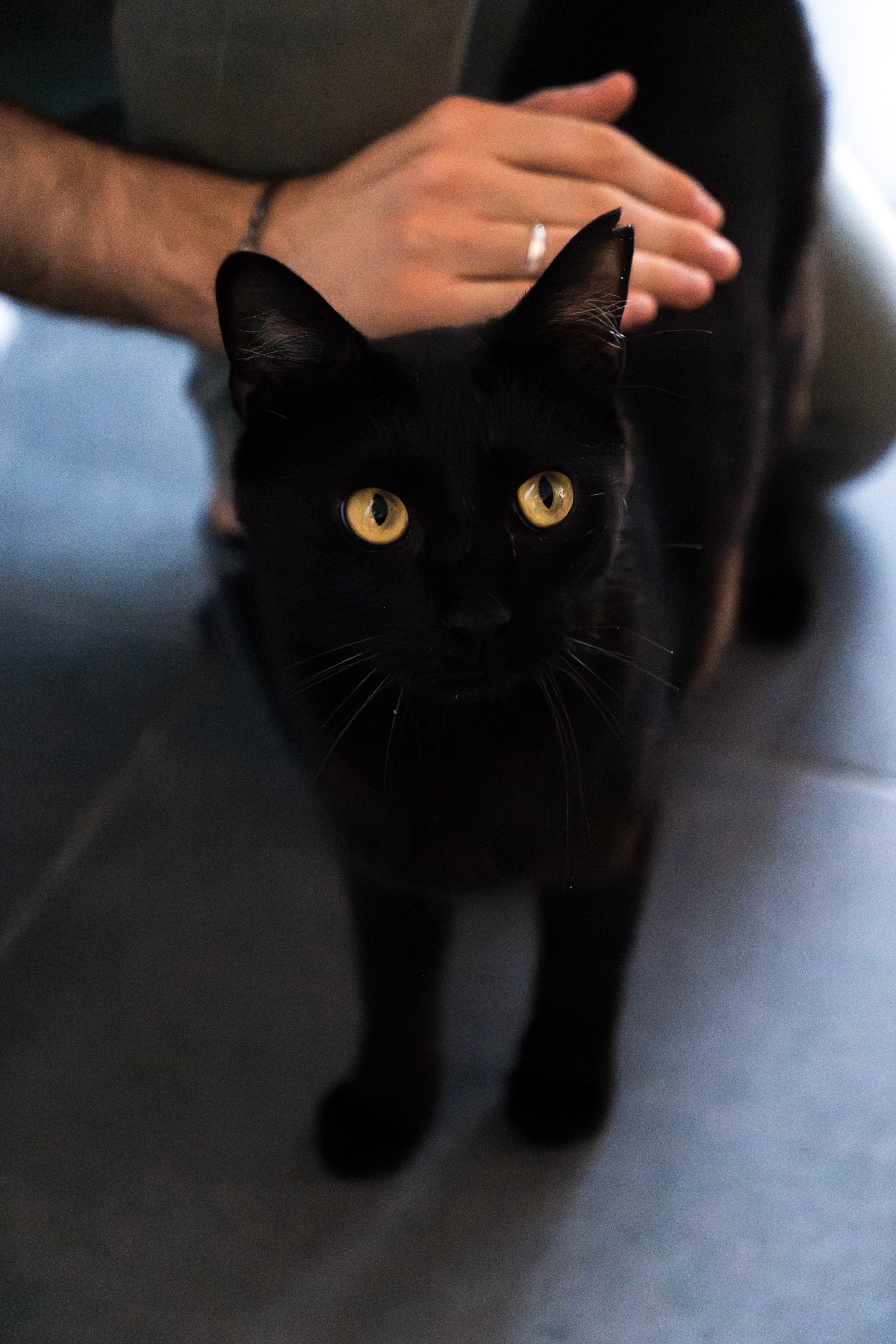 Animaux